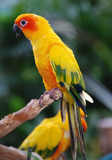 Aratinga solstitialis